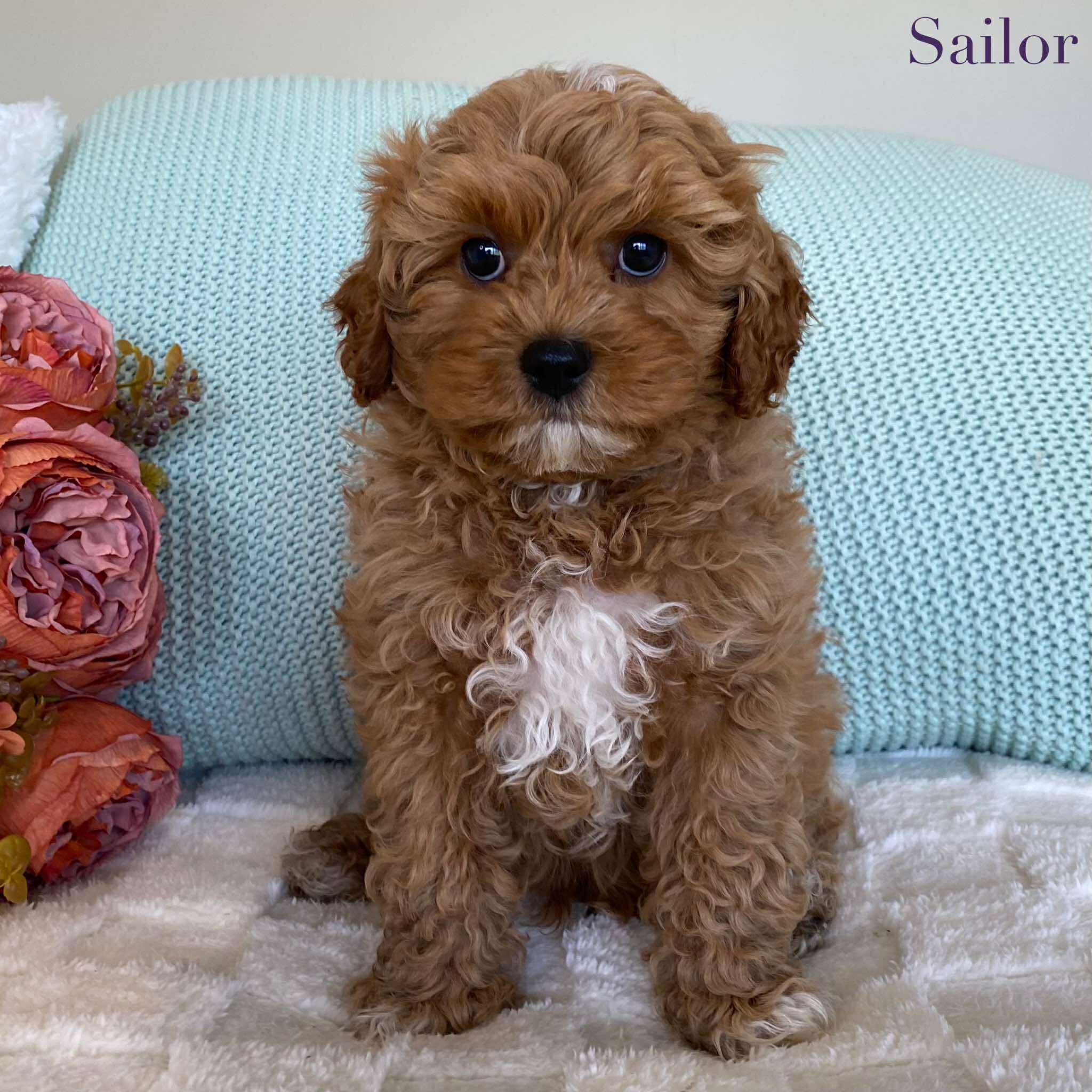 Cavoodle Toy Male Sailor - Available to Adopt 10th August 2025