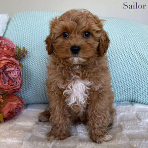 Cavoodle Toy Male Sailor - Available to Adopt 10th August 2025