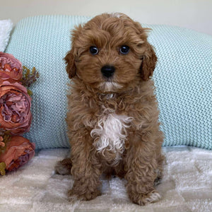 Cavoodle Toy Male Sailor - Available to Adopt 10th August 2025
