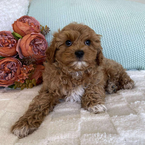 Cavoodle Toy Male Sailor - Available to Adopt 10th August 2025
