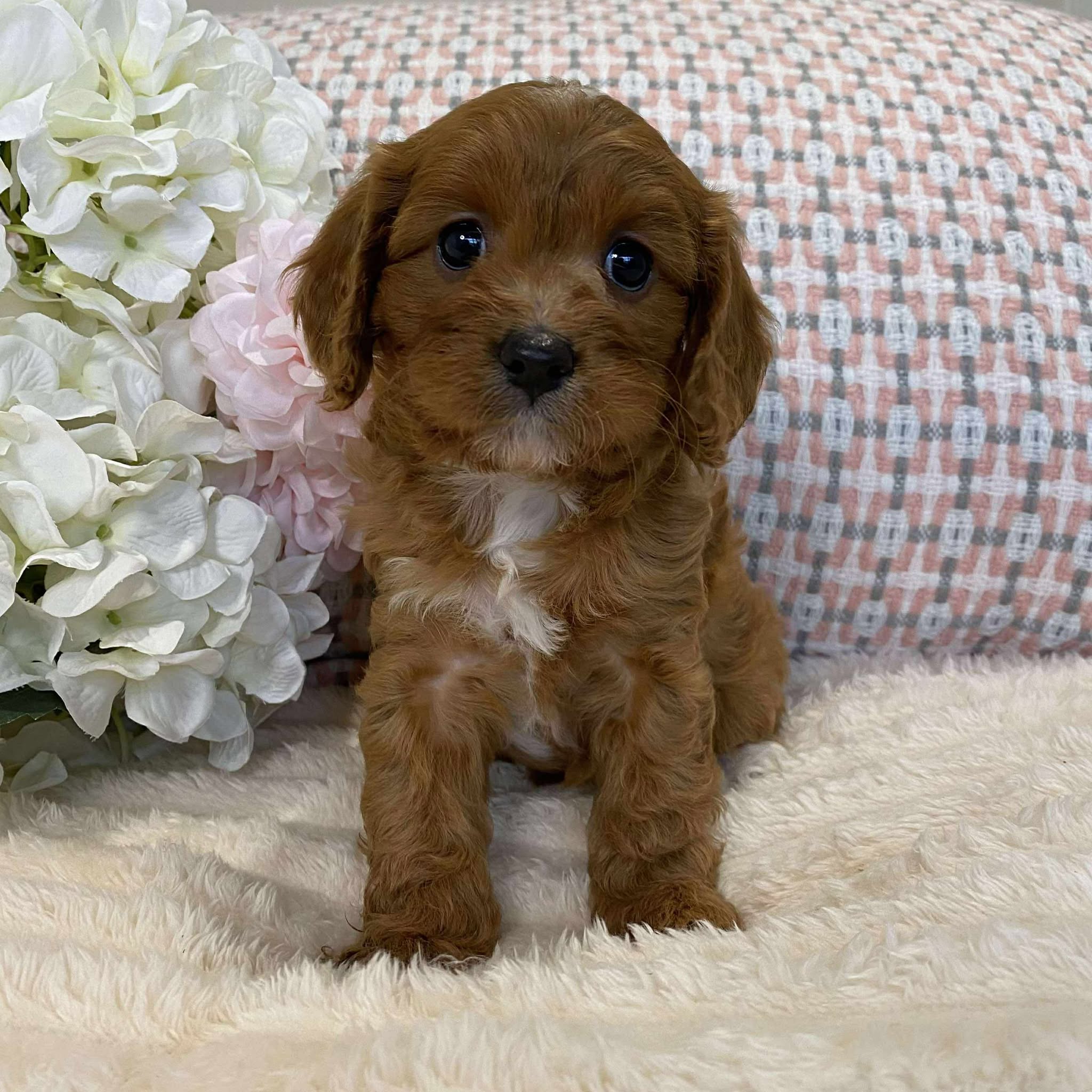 Cavoodle Toy Female Jazmine - Adopted