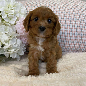 Cavoodle Toy Female Jazmine - Adopted