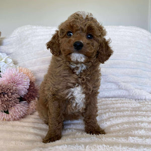 Cavoodle Mini Male Asher - Available Now to Adopt