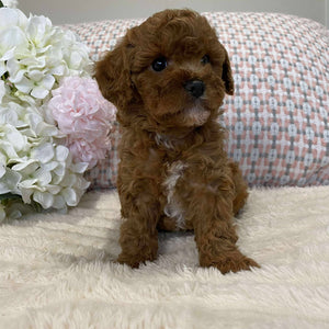Cavoodle Toy Female Juliet - Available to Now Adopt