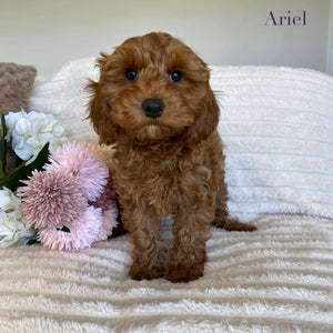 Cavoodle Mini Female Ariel - Available Now to Adopt