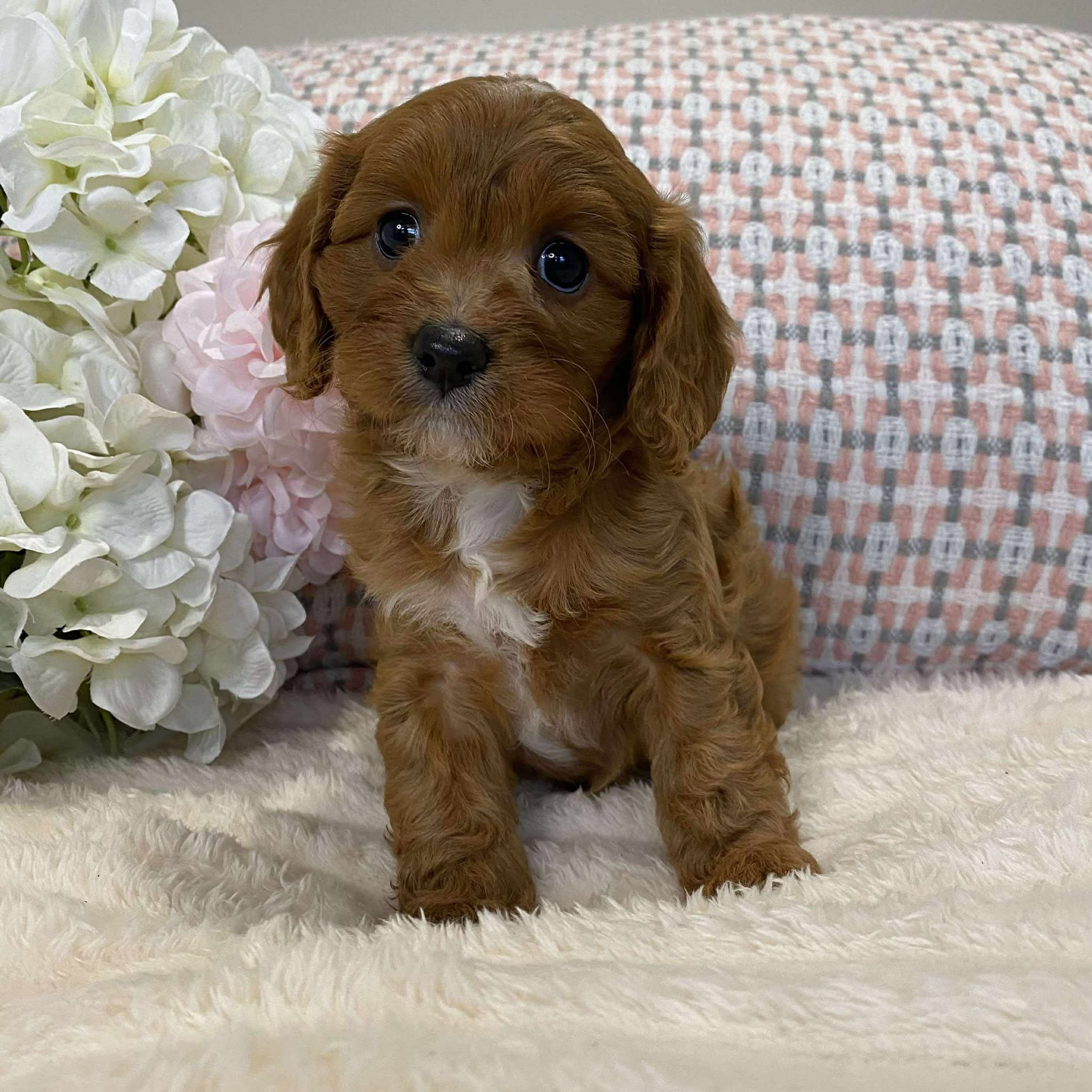 Cavoodle Toy Female Jazmine - Adopted