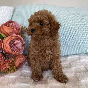 Cavoodle Toy Female Star - Adopted