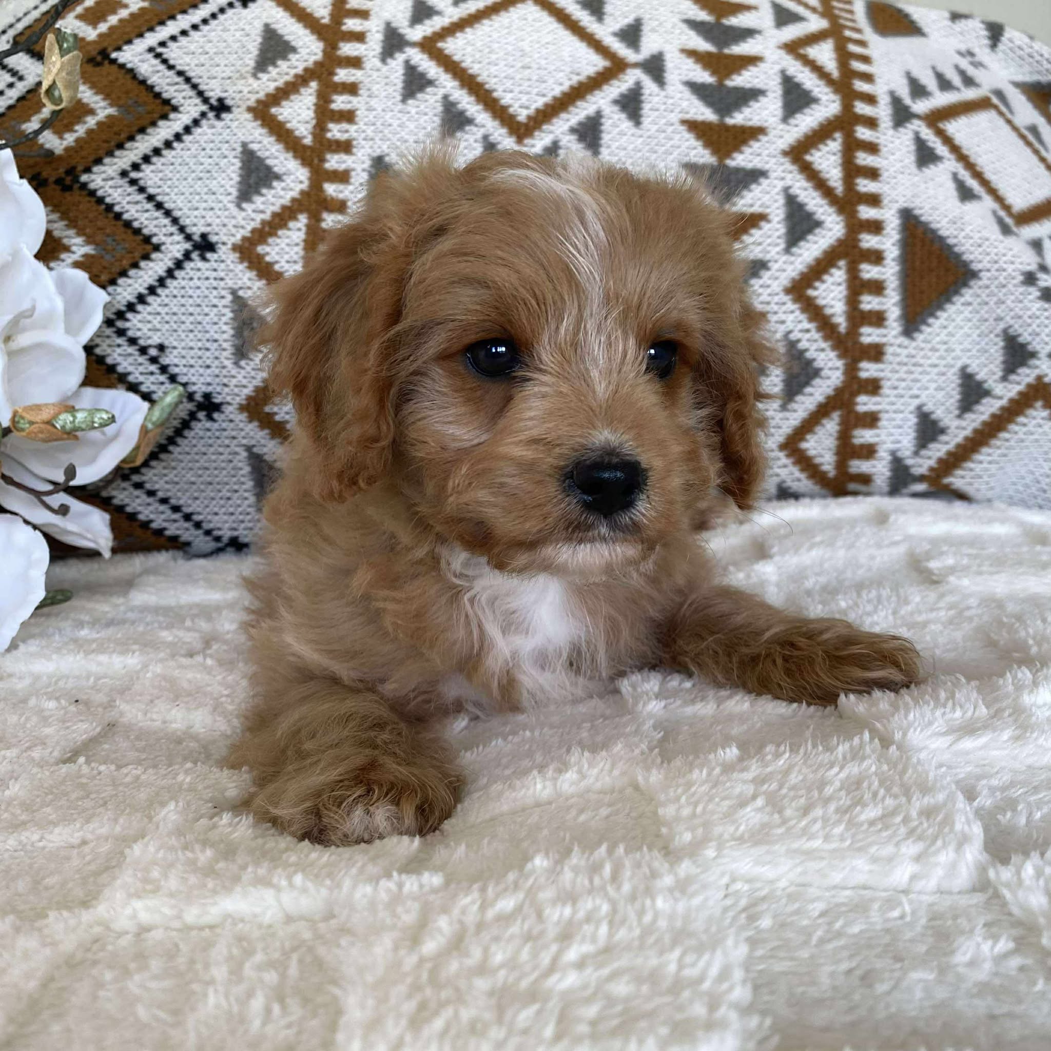 Cavoodle Toy Male Lester - Available Now to Adopt