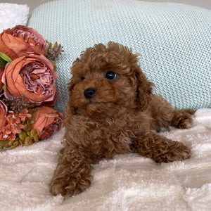 Cavoodle Toy Female Star - Adopted