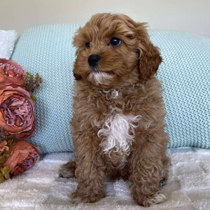 Cavoodle Toy Male Sailor - Available to Adopt 10th August 2025