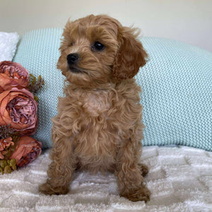 Cavoodle Toy Female Sienna - Available to Adopt 10th August 2025