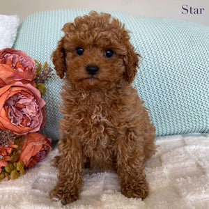 Cavoodle Toy Female Star - Adopted