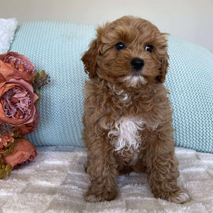 Cavoodle Toy Male Sailor - Available to Adopt 10th August 2025