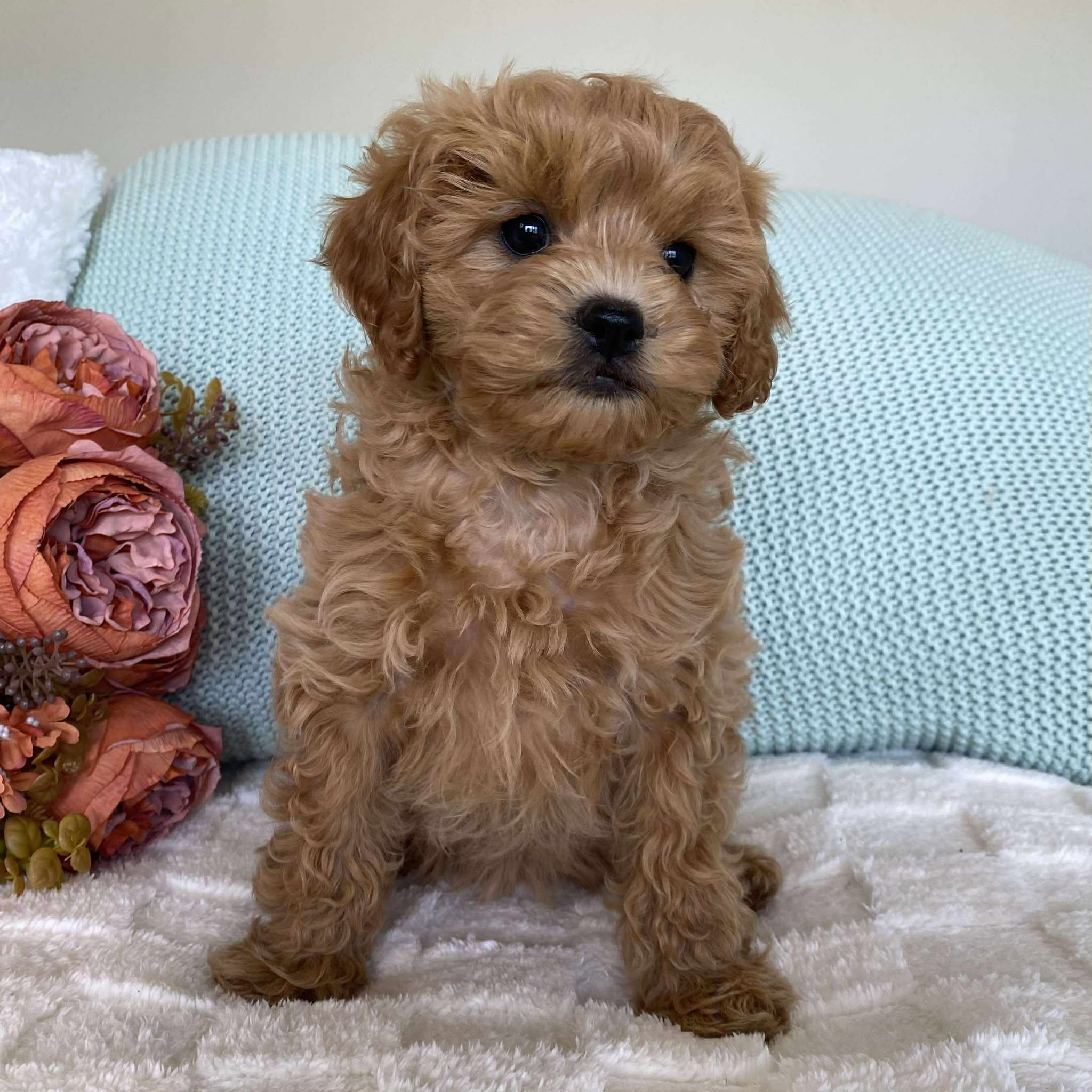 Cavoodle Toy Female Sienna - Available to Adopt 10th August 2025