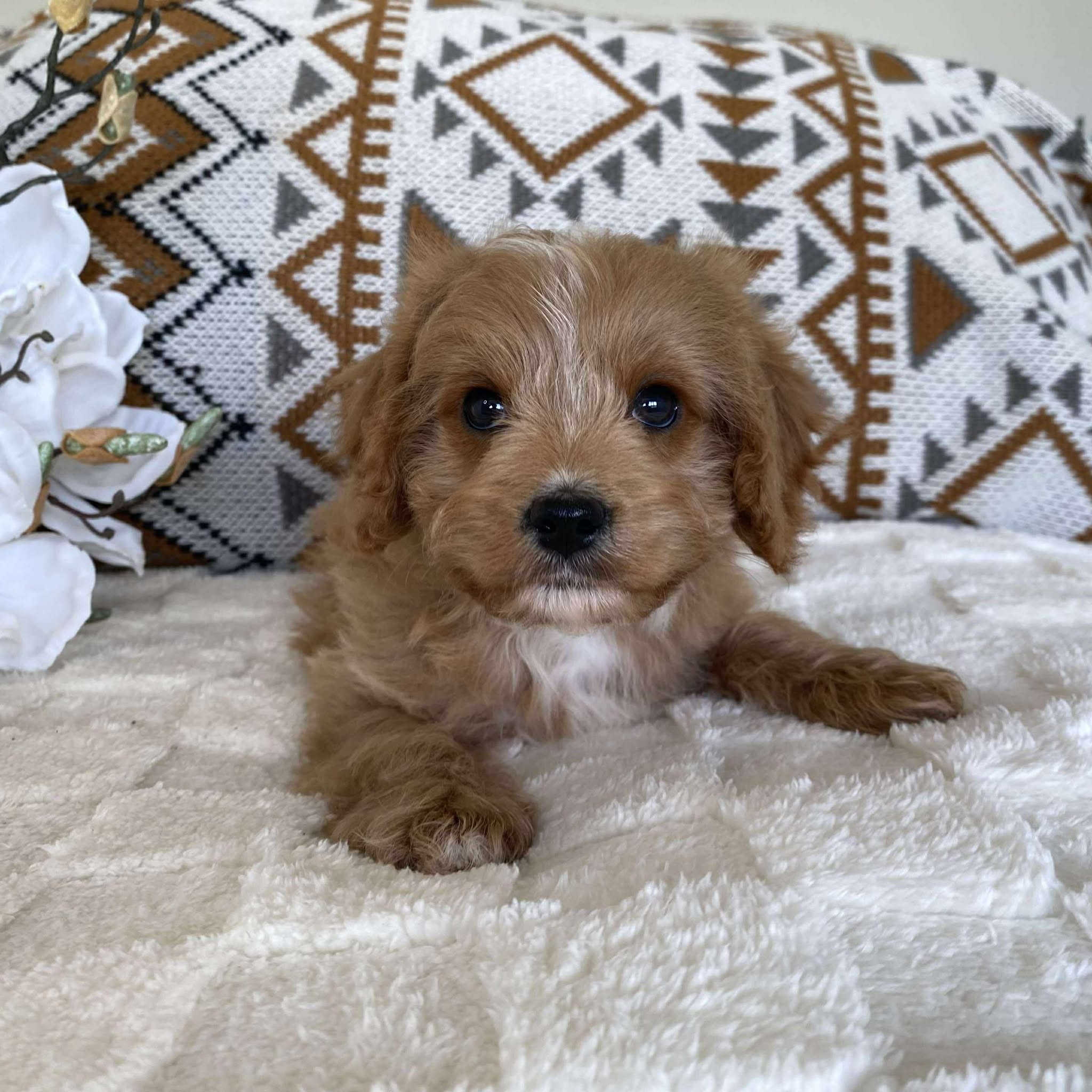 Cavoodle Toy Male Lester - Available Now to Adopt