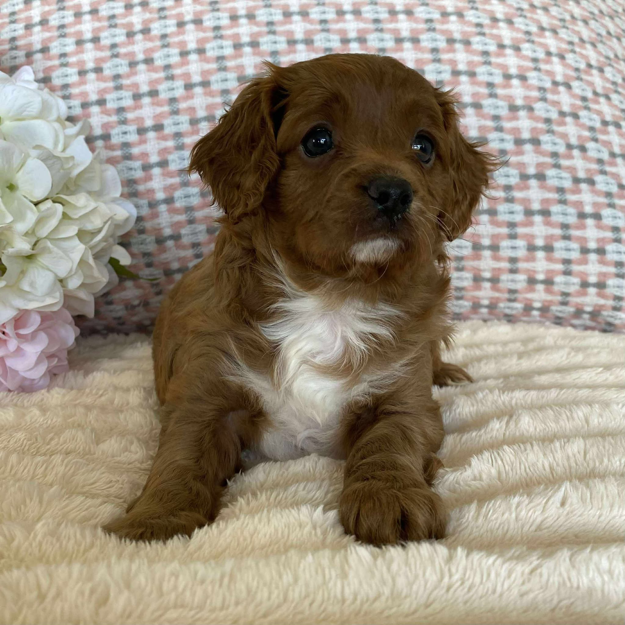 Cavoodle Toy Female Olive - Available to adopt 12th September