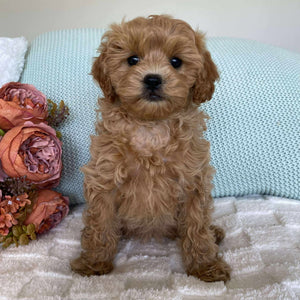 Cavoodle Toy Female Sienna - Available to Adopt 10th August 2025