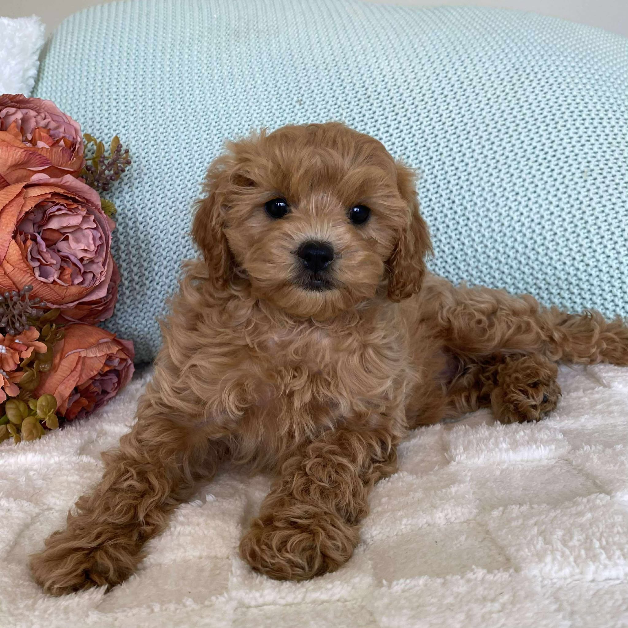 Cavoodle Toy Female Sienna - Available to Adopt 10th August 2025