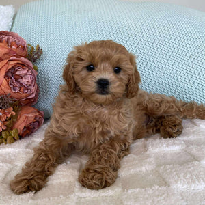Cavoodle Toy Female Sienna - Available to Adopt 10th August 2025