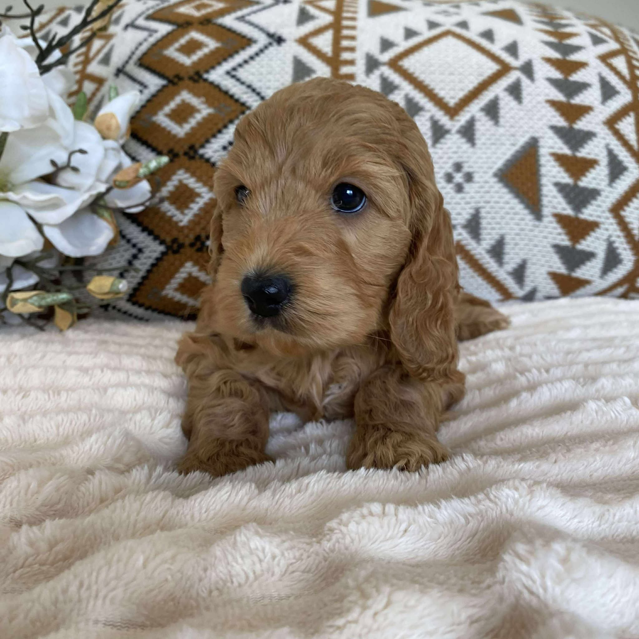Spoodle Mini Female Harper - Adopted