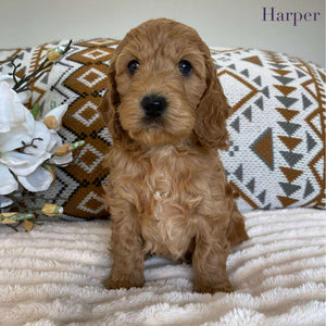 Spoodle Mini Female Harper - Adopted