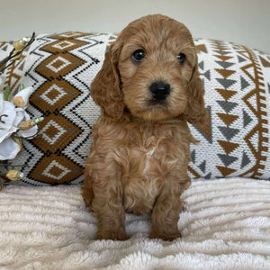 Spoodle Mini Female Harper - Adopted