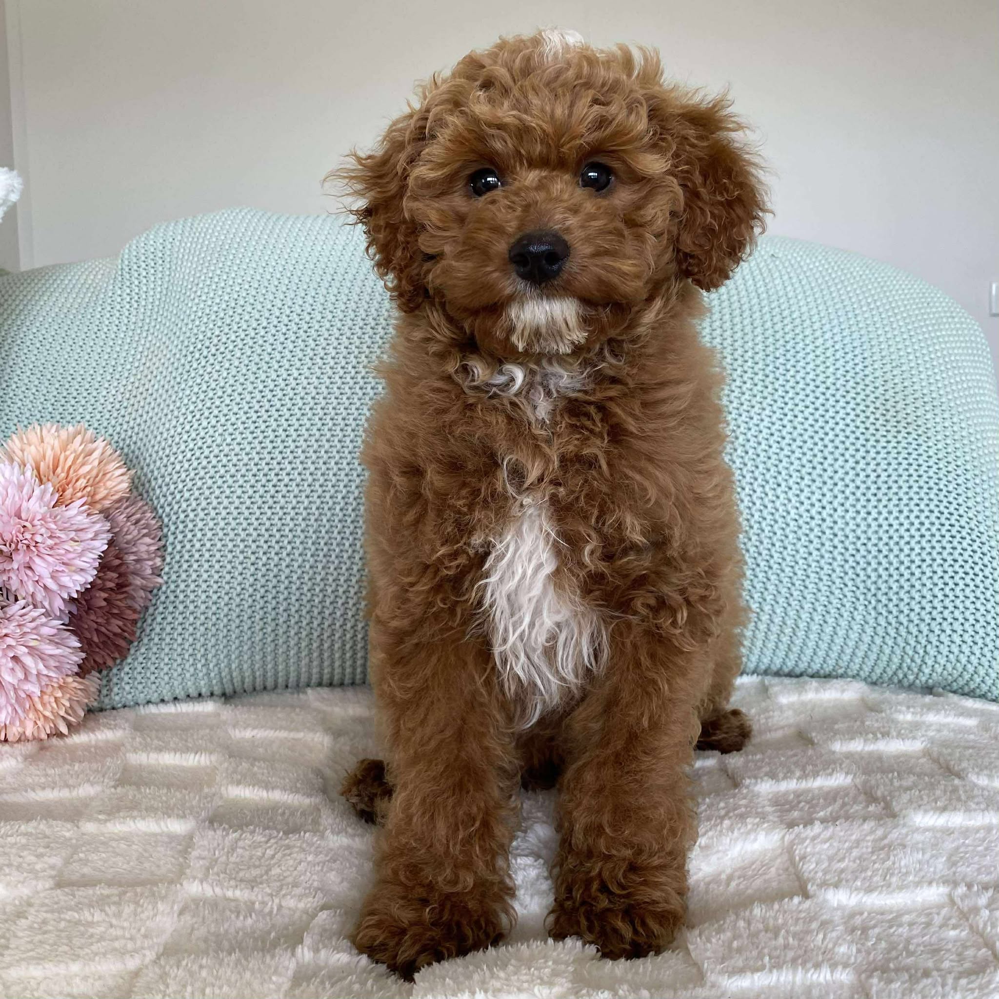 .Cavoodle Mini Male Asher - Available Now to Adopt Fully Vaccinated