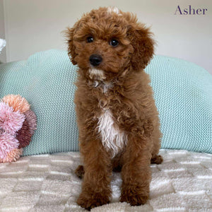 .Cavoodle Mini Male Asher - Available Now to Adopt Fully Vaccinated