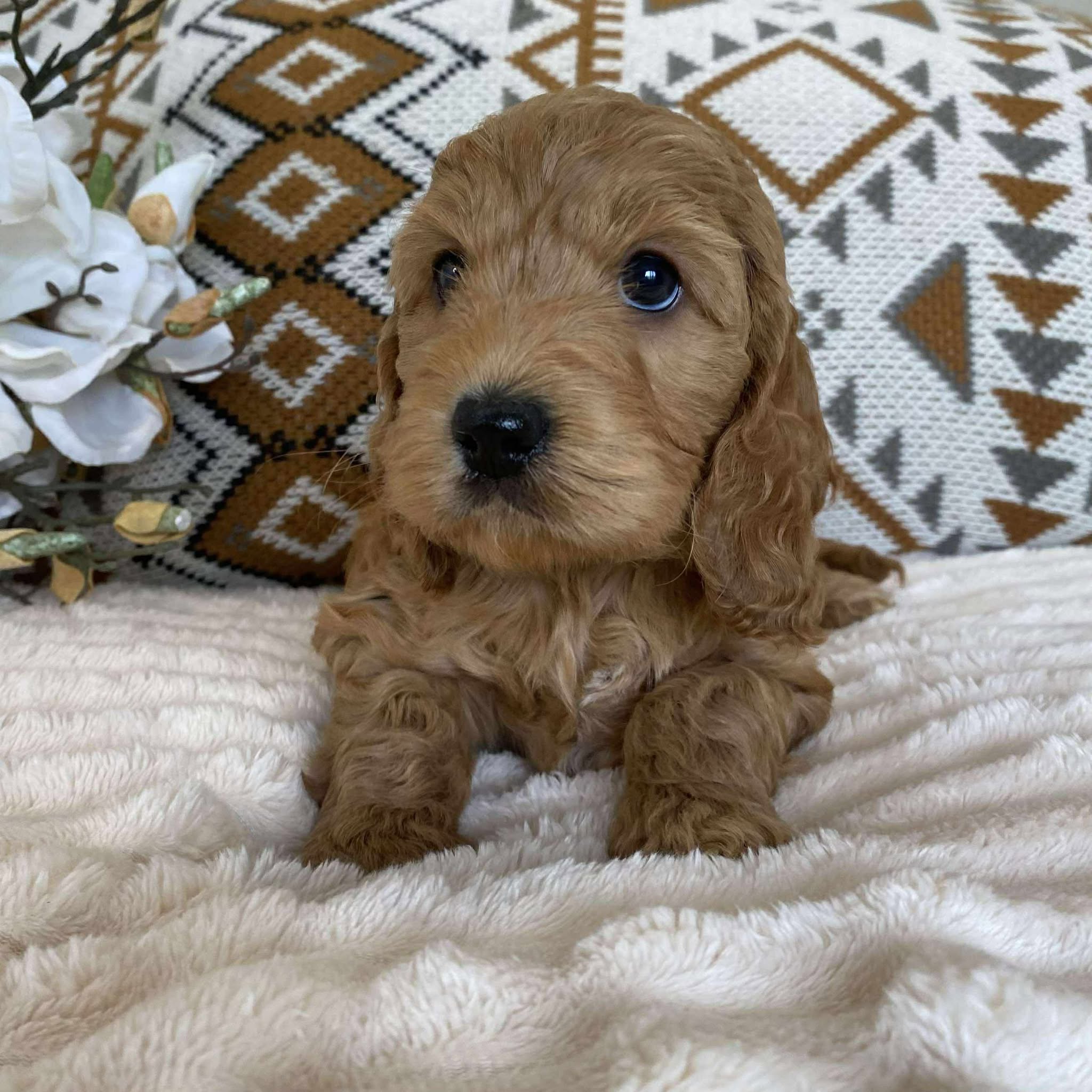 Spoodle Mini Female Harper - Adopted