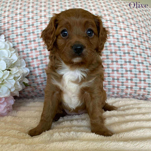 Cavoodle Toy Female Olive - Available to adopt 12th September