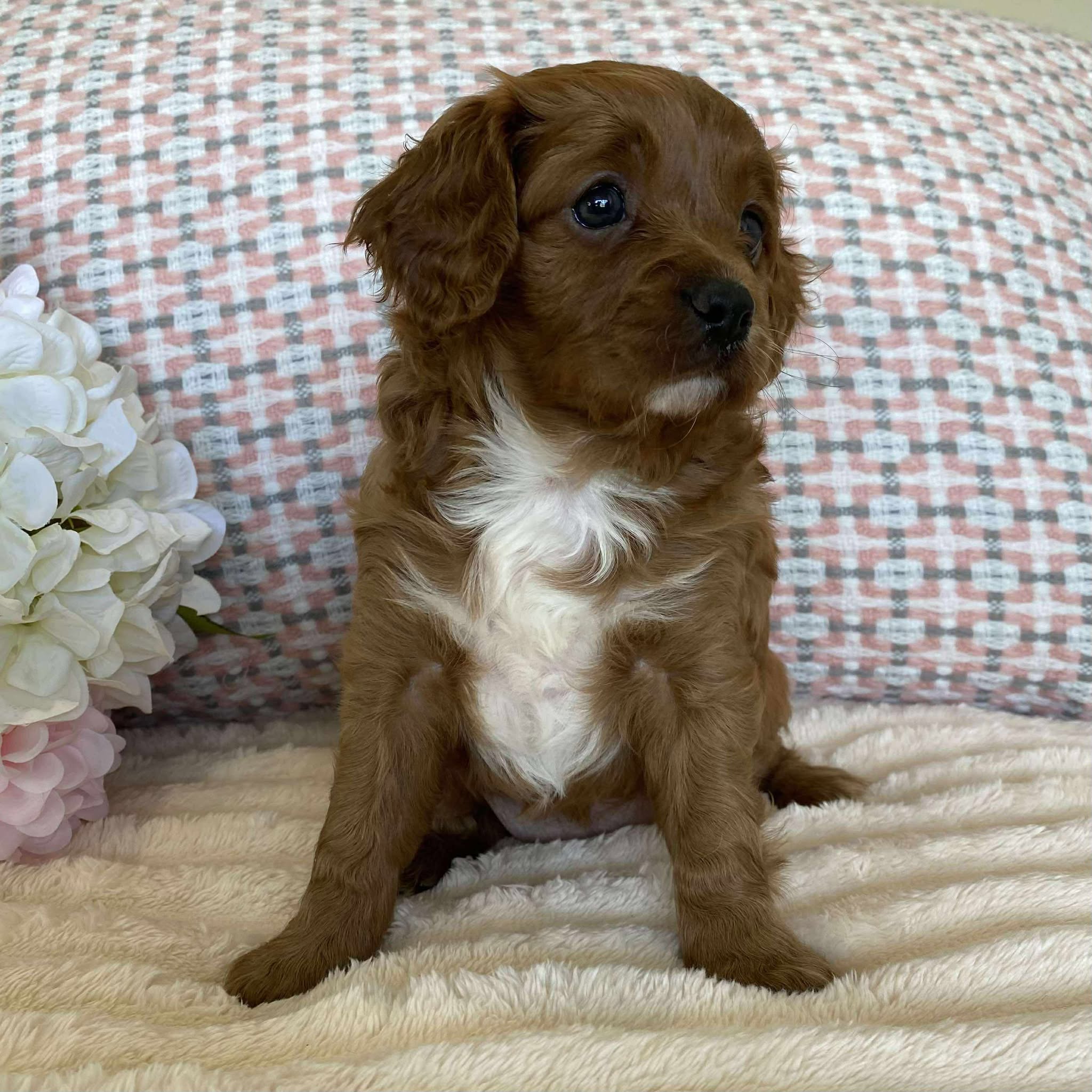 Cavoodle Toy Female Olive - Available to adopt 12th September