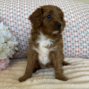 Cavoodle Toy Female Olive - Available to adopt 12th September