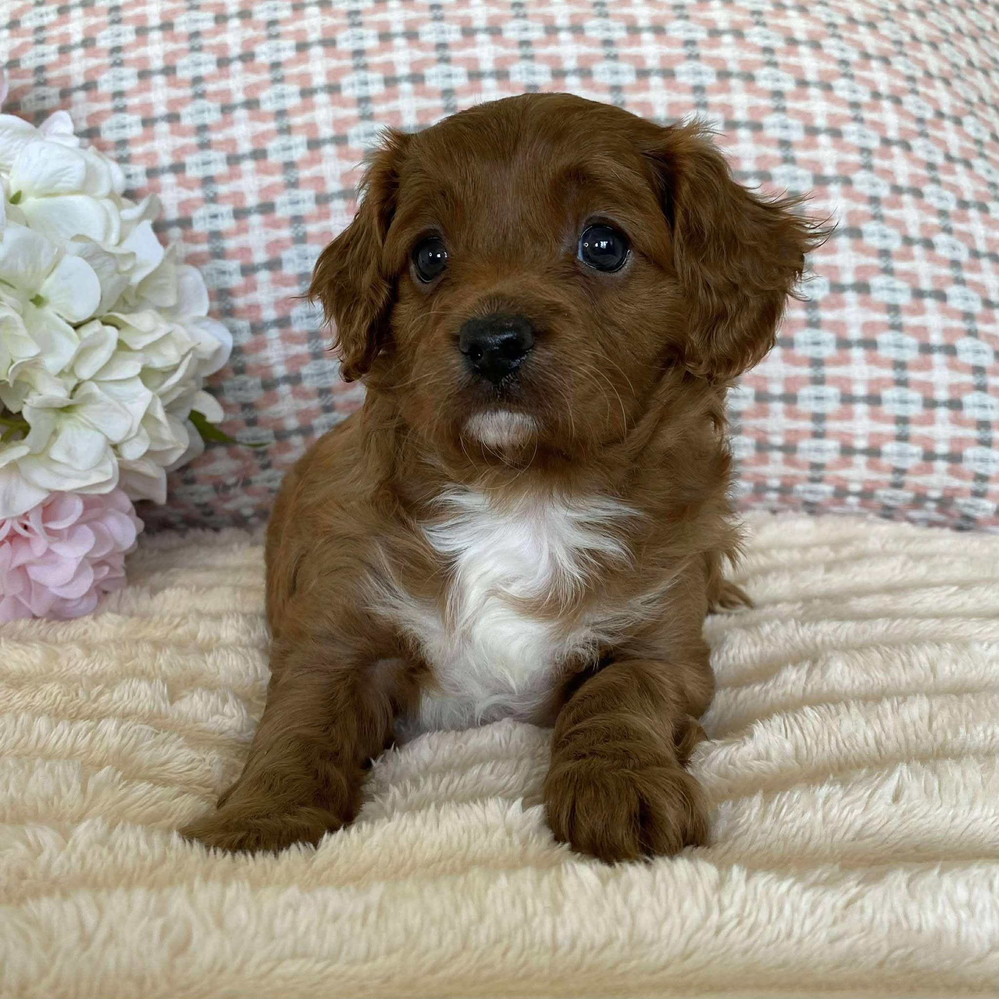 Cavoodle Toy Female Olive - Available to adopt 12th September