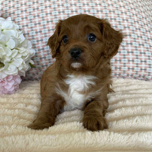 Cavoodle Toy Female Olive - Available to adopt 12th September
