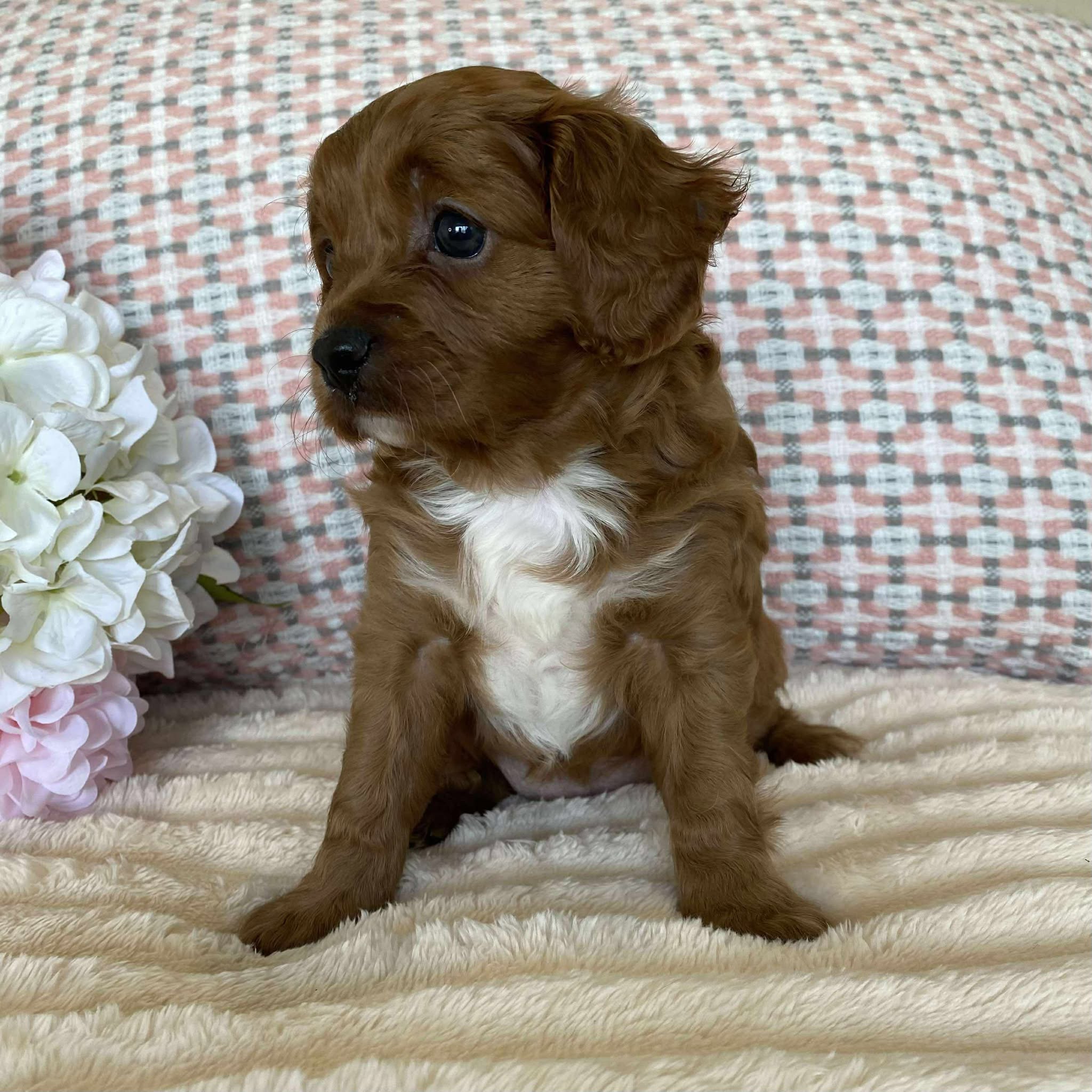 Cavoodle Toy Female Olive - Available to adopt 12th September