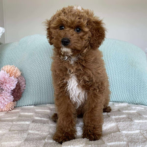 .Cavoodle Mini Male Asher - Available Now to Adopt Fully Vaccinated