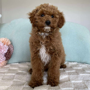 .Cavoodle Mini Male Asher - Available Now to Adopt Fully Vaccinated