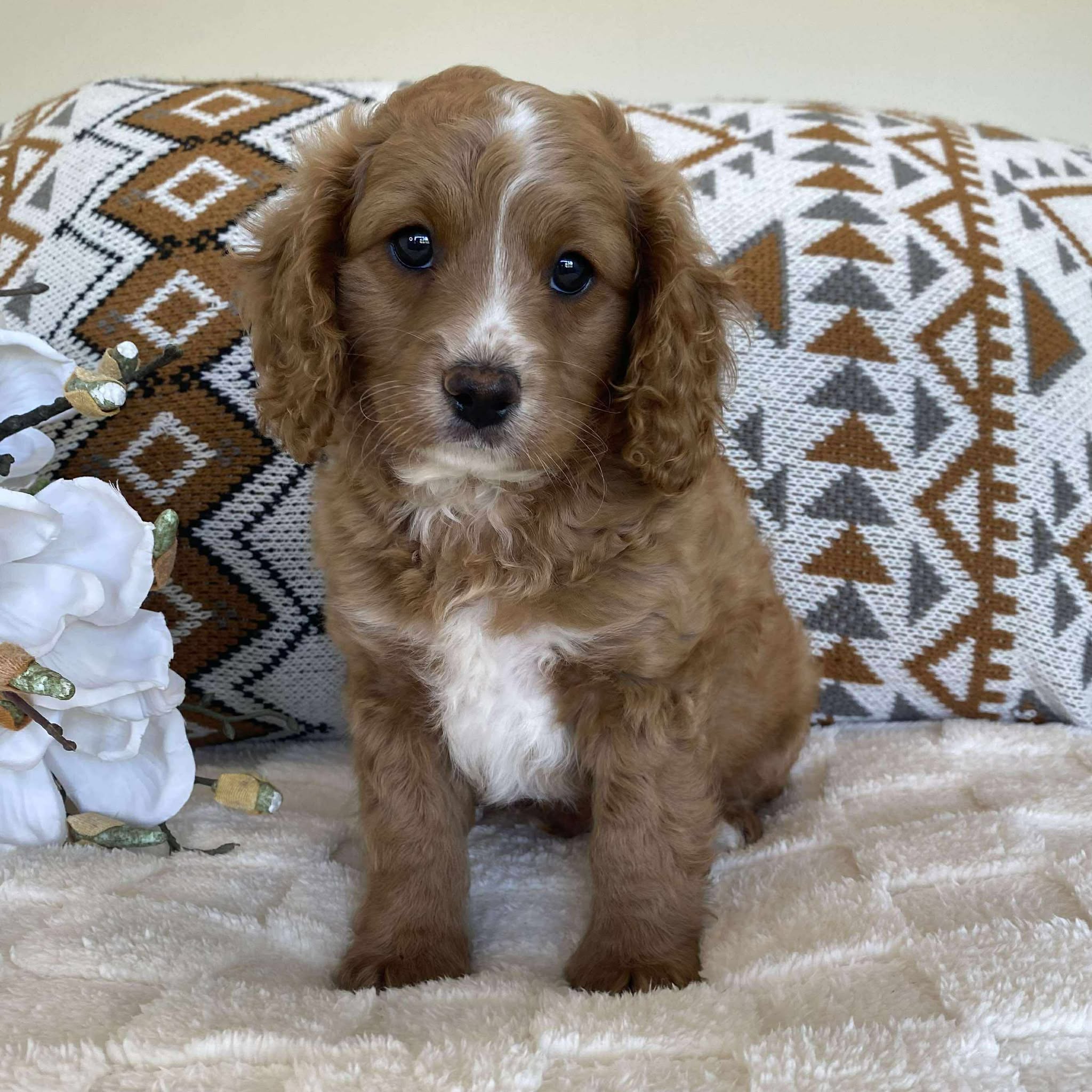 .Cavoodle Toy Male Irish - Available now for his forever home