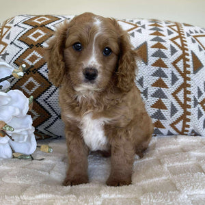 .Cavoodle Toy Male Irish - Available now for his forever home