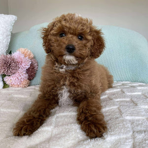 .Cavoodle Mini Male Asher - Available Now to Adopt Fully Vaccinated