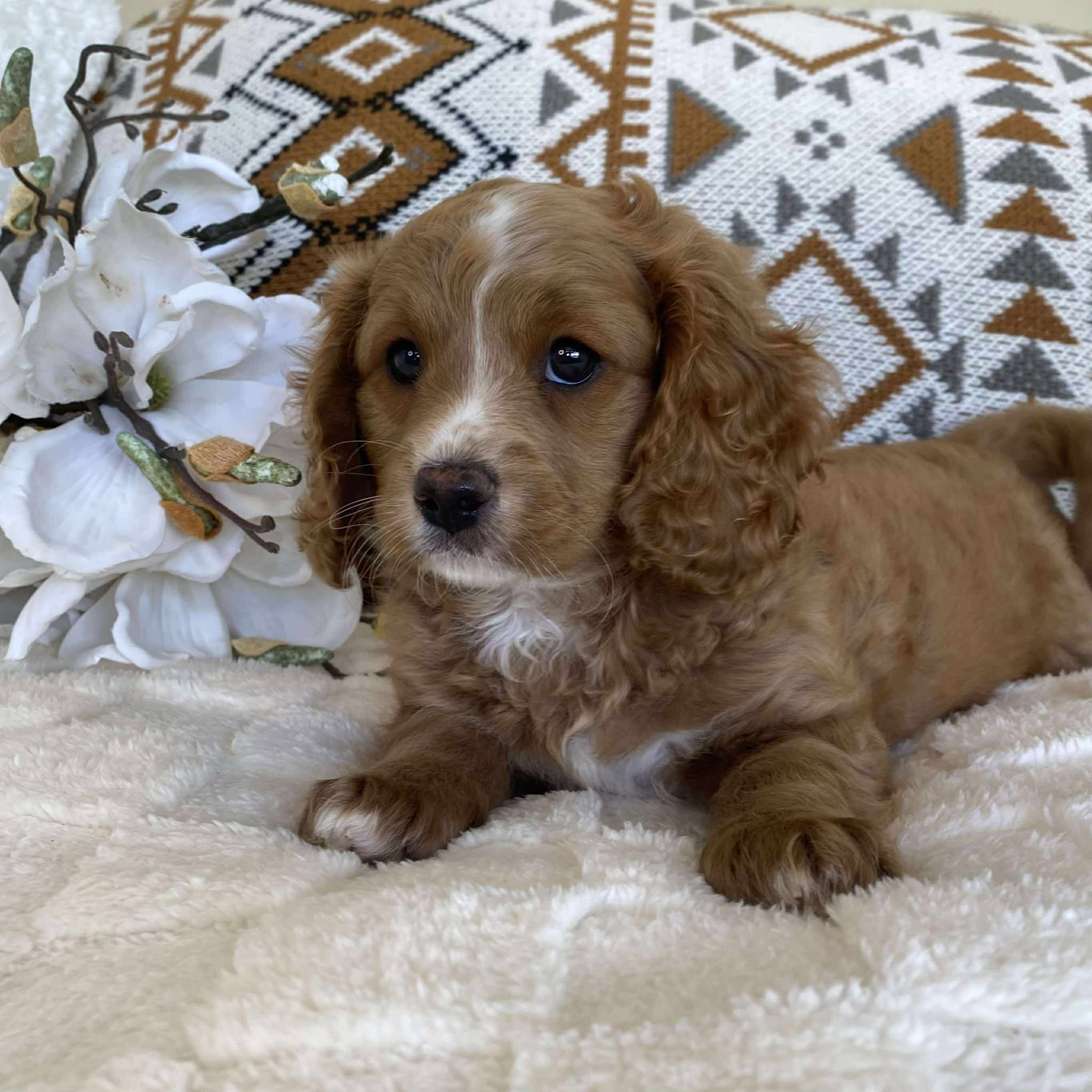 .Cavoodle Toy Male Irish - Available now for his forever home