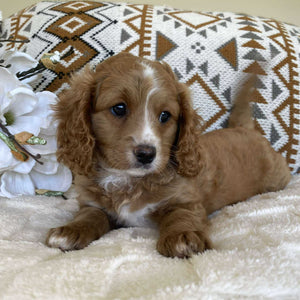 .Cavoodle Toy Male Irish - Available now for his forever home