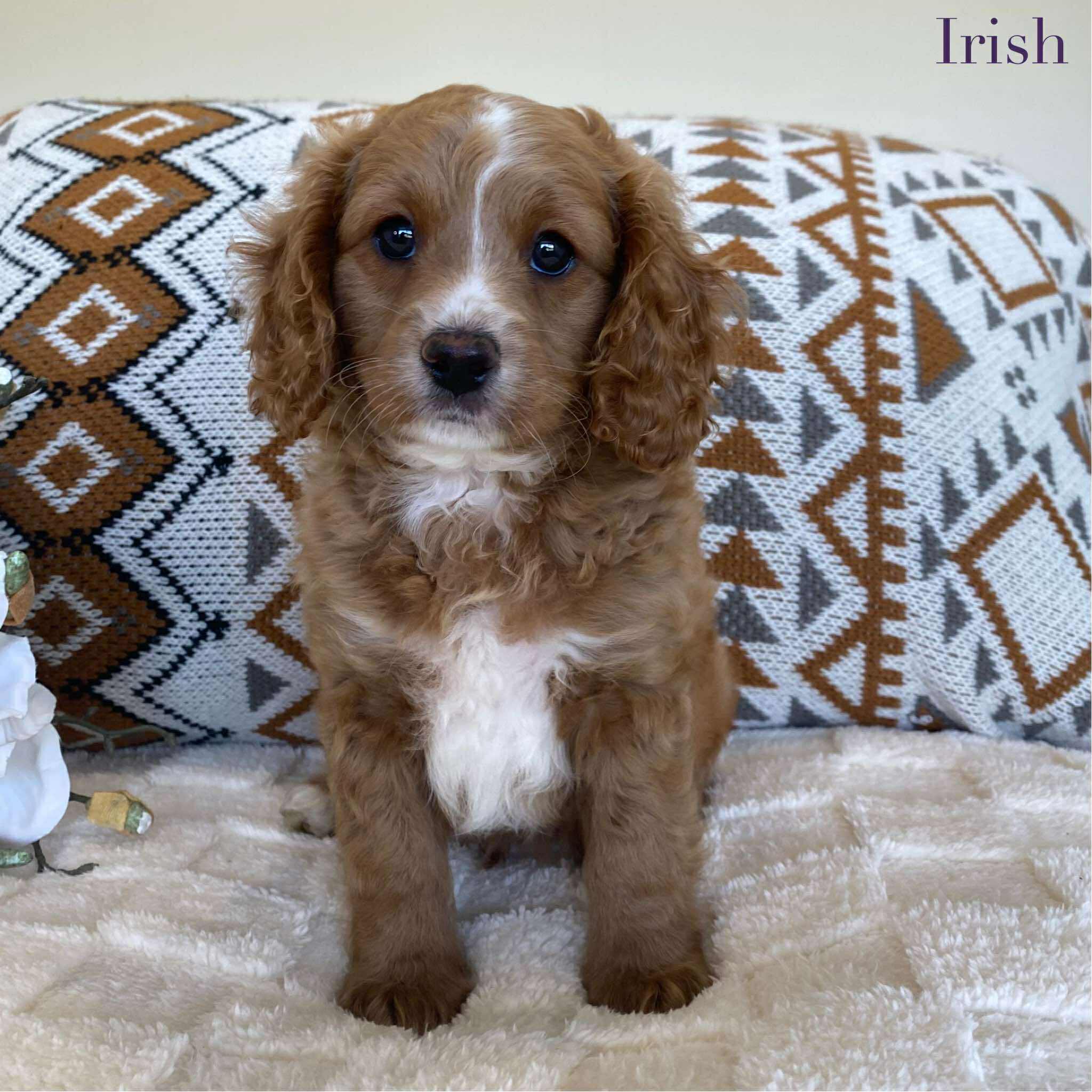 .Cavoodle Toy Male Irish - Available now for his forever home