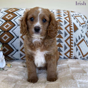.Cavoodle Toy Male Irish - Available now for his forever home