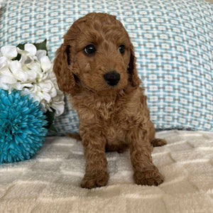 Cavoodle Toy / Mini Male Atom - Available to Adopt 19th September 2025