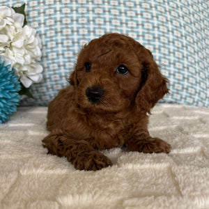 Cavoodle Toy / Mini Male Austin - Available to Adopt 19th September 2025