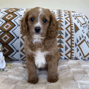 .Cavoodle Toy Male Irish - Available now for his forever home