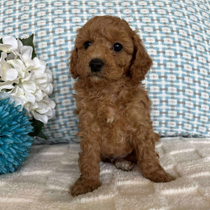 Cavoodle Toy / Mini Male Archie - Available to Adopt 19th September 2025