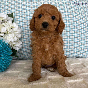 Cavoodle Toy / Mini Male Archie - Available to Adopt 19th September 2025