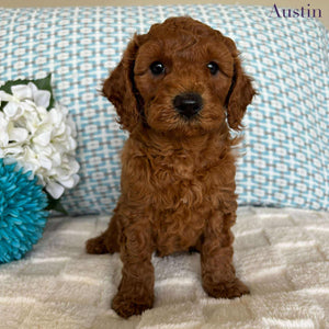 Cavoodle Toy / Mini Male Austin - Available to Adopt 19th September 2025